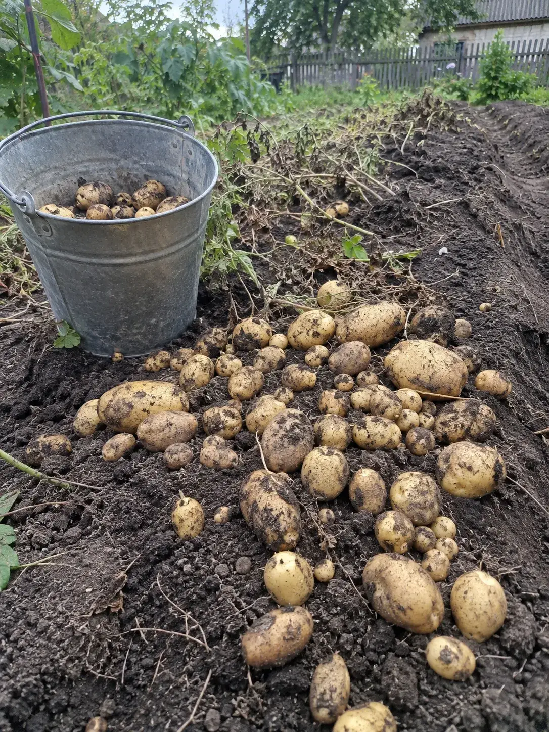 ФОТО_15 — дрібна звичайна картопля